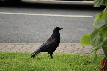 Solitary Black Crow Standing on Urban Sidewalk Grass Near Roadside – Close-up of Wild Bird in City Environment with Natural Light, Wildlife in Urban Area, Nature Meets Civilization Photography