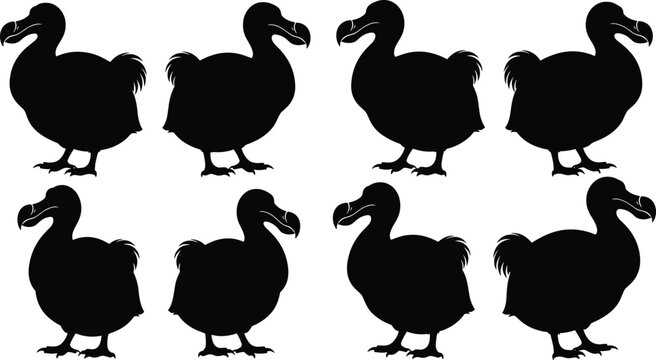 Silhouette illustration of extinct dodo birds, black vector set on white background, perfect for educational, historical, wildlife, and extinct species content