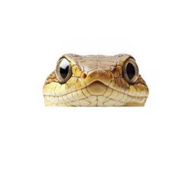 lizard on white background