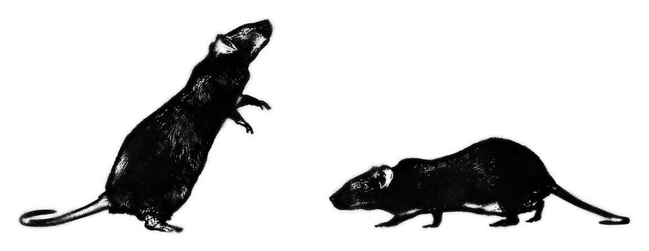 Set of spray painted rat stencils isolated on transparent background
