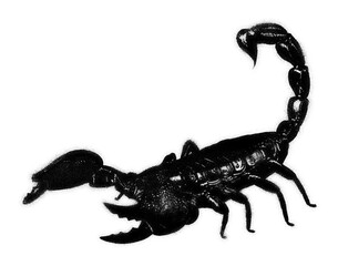 Scorpion spray paint stencil isolated on transparent background