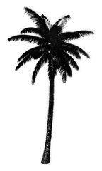 Palm tree spray paint stencil isolated on transparent background