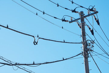 Birds perched on numerous electrical wires attached to a utility pole against a clear blue sky.
