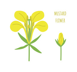 Mustard. Yellow blooming flower and unblown bud of mustard, vector illustration on white background. Icon, logo, print, postcard.