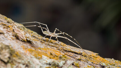 Spider crawling on tree bark in nature close-up
