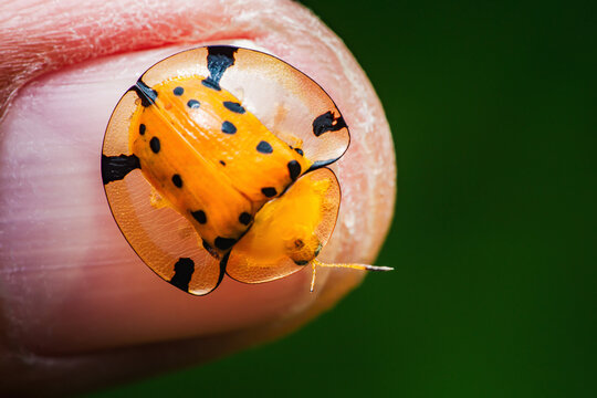 Golden tortoise beetle showing translucent shell on fingertip
