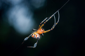 Female golden orb weaver spider hanging on web