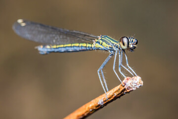 Dragonfly resting on branch with blurred background