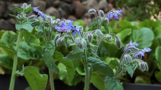 Borage plant (Borago officinalis) blooms with vivid blue star-shaped flowers and fuzzy stems, nestled in lush green foliage. A medicinal herb thriving in summer gardens.