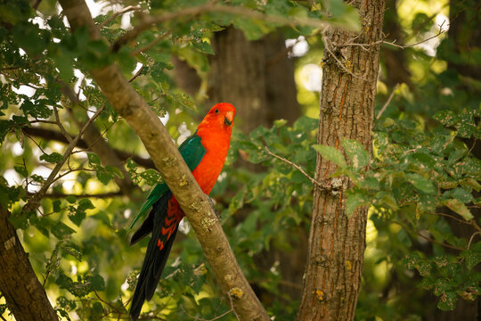 Colourful king parrot perched on branch amid vibrant green foliage in lush elm tree leaves - Powered by Adobe