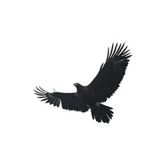 Obraz premium Black silhouette of an eagle in flight isolated on white background