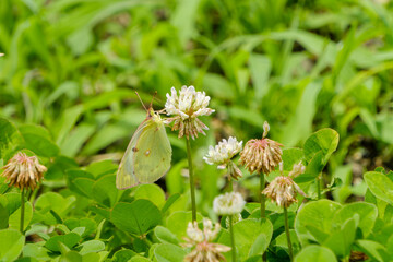 シロツメクサにとまるモンキチョウ