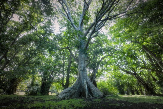View of a colossal tree with pale bark and a sprawling root system dominates the verdant landscape, surrounded by lush foliage, Pamplemousses, Mauritius.