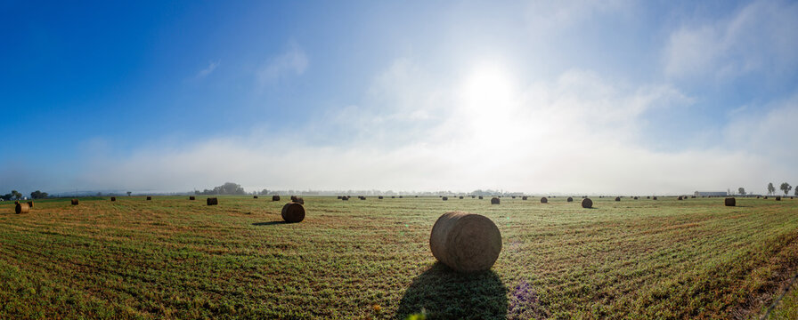 Panorama of farm paddock filled with round hay bales in rural landscape with low cloud rising