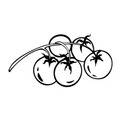 Tomatoes Vine Hand Drawn Vector Illustration. Cluster of ripe cherry tomatoes still attached to their vine.