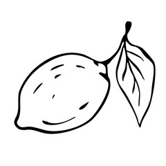 Lemon fruit Creative organic lemon whole lemon fruit leaf Natural Fresh Citrus Hand Drawn Sketch illustration.