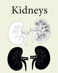 Kidneys Vector Line art design