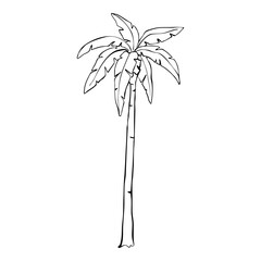 Palm tree Hand Drawn Ink silhouette. Summer Beach Palm Trees Exotic Paradise Vector Illustration.