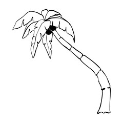 Palm tree Hand Drawn Ink silhouette. Summer Beach Palm Trees Exotic Paradise Vector Illustration.