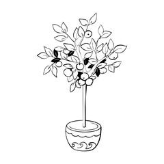 Lemon Tree in pot on white background. Lime tree. Lemon tree. Orange tree. Houseplant. Vector illustration.