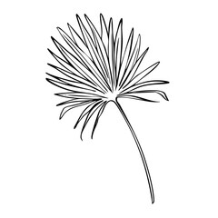 Palm Leaf line art tropical leaves exotic palm Monstera leaf and banana leaf. Botanical plant Jungle tropic hand drawn sketch print.