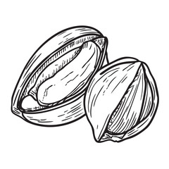 Detailed sketch of pistachio nuts in their shells for culinary use