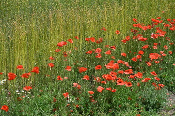 Mohn an einem Flachsfeld