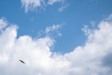 A common buzzard soars beneath bright blue sky and billowy white clouds

