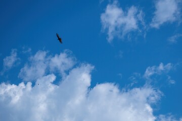 A common buzzard soars beneath bright blue sky and billowy white clouds


