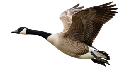 Isolated Flying Goose