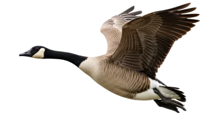 Fototapete Vögel Isolated Flying Goose  © Ryan