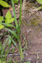 Lizard basks in sun among greenery.