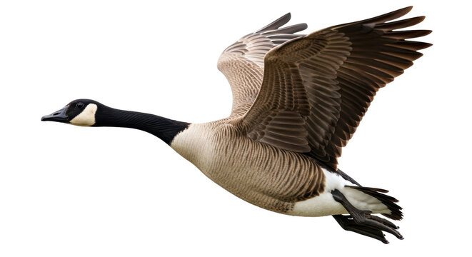 Isolated Flying Goose