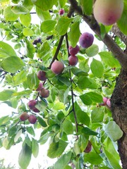 Plum growing in the garden on the branches.  Ripe wild plums on a tree in summer. Purple and red...