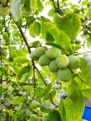 Plum growing in the garden on the branches.  Ripe wild plums on a tree in summer. Purple and red fruit ready for picking. 