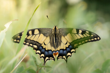 Stunning close-up of a Swallowtail butterfly (Papilio machaon) displaying its vibrant open wings....