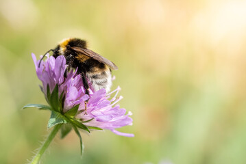 Vibrant macro shot of a bumblebee feeding on a colorful flower, showcasing fine details of its furry body and wings with bright natural light. Suitable for nature and ecology visuals.