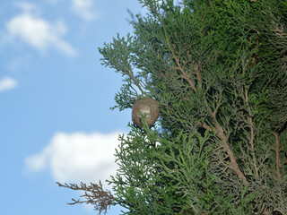 Albero di cipresso con ghianda