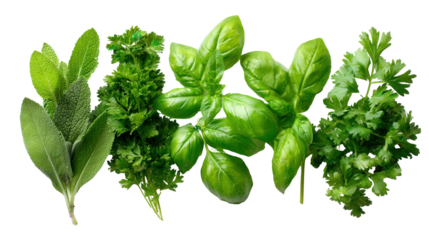 Fresh Green Herbs : A flat lay of fresh green herbs like basil, parsley, and cilantro, isolated on a Transparent background, PNG file.