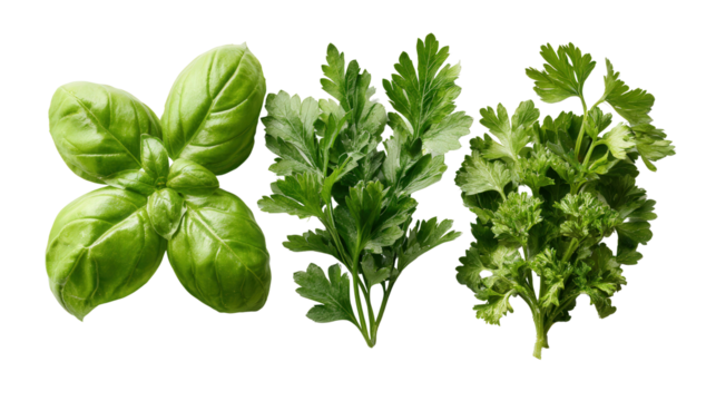 Fresh Green Herbs : A flat lay of fresh green herbs like basil, parsley, and cilantro, isolated on a Transparent background, PNG file.