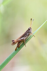 Detailed macro photo of a group of grasshoppers resting and feeding on a green leaf, showing sharp textures and natural colors. Ideal for nature, biology, and wildlife educational content.