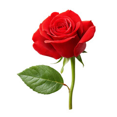 Fototapeta premium vibrant red rose with lush green leaves, symbolizing love and beauty, stands elegantly against transparency background, evoking feelings of romance and passion
