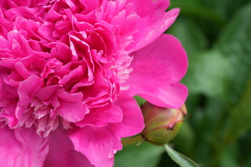 pink peony flower, Macro photography of a peony flower, photo for a postcard