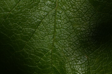 green leaf texture, Macro photography of green leaf texture, leaf texture