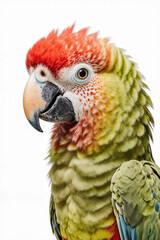 Obraz premium Vibrant Parrot Portrait: A stunning, close-up shot of a colorful parrot showcases its striking feathers and captivating gaze.