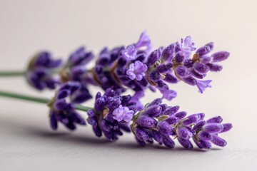 Close-up of lavender sprigs against a soft backdrop