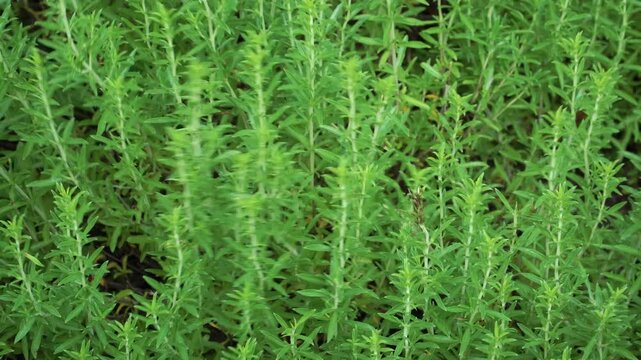 Close-up of Summer Savory (Satureja hortensis) showing vibrant young stems and lance-shaped green leaves. A culinary herb thriving in summer gardens with peppery aroma.