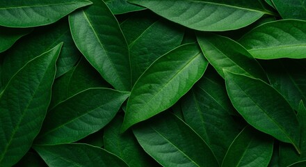 Lush green leaves cascade across the frame, creating a vibrant, natural tapestry. The deep, saturated hues evoke tranquility.