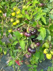 purple tomatoes, tomatoes ripening in the garden, vegetables on the bush