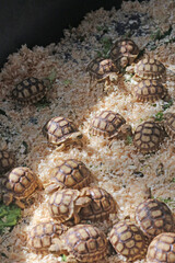 African Sulcata Tortoise Natural Habitat,Close up African spurred tortoise resting, cute animal